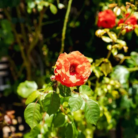 K&e And 3* ساني بيتش